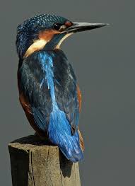 Common Birds Of Cape Cod Pin On Nature Lover