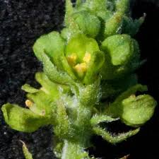 Image result for Tragiella natalensis