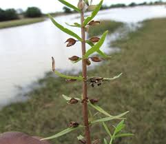Image result for Bacopa floribunda