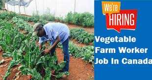 Vegetable Farm Worker Job In Canada Vegetable Farming Job Farm