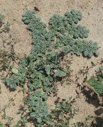 Image result for Coldenia procumbens