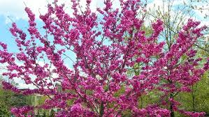 Order today with free shipping. Zones 4 7 Nine Problem Solving Small Trees For Small Spaces