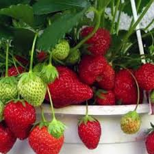 диета дюкана меню на каждый день фазы атака таблица Dieta Dyukana Faza Ataka Menyu Na Kazhdyj Den Recepty Ataki S Foto 2020 Parti Yemekleri