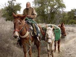 How much weight can a mule carry? Pack Animals