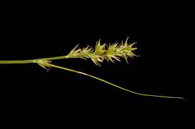Image result for Carex runssoroensis