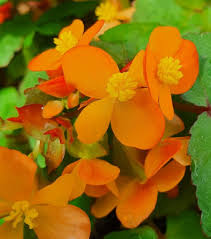 Image result for Begonia sutherlandii