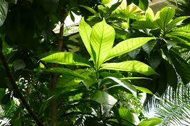 Image result for Tristachya superba