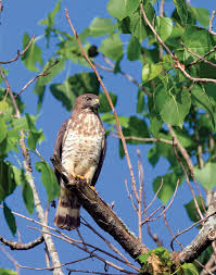 How Big Are Cooper'S Hawks? (Wingspan + Size) | Birdfact