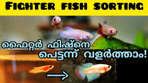 Fighter Fish Sorting Betta Fish Sorting Malayalam Fighter Fish Care Betta Fish Care Malayalam Youtube