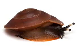 We did not find results for: Snails Of Form Pleurodonte Excellens Dominican Republic For Sale