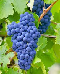 Image result for Vitis vinifera