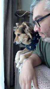 Wondering if your dogs enjoy the view???