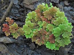Image result for Azolla