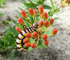 They feed on the nectar of a wide variety of flowers, including the. Save Our Monarchs Plant Native Milkweed Florida Association Of Native Nurseries Fann