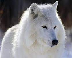 Definicion De Blanco Que Es Significado Y Concepto