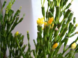 It earned the common name mistletoe cactus because of the spineless. Hatiora Salicornioides Dancing Bones World Of Succulents Cactus House Plants Cactus Plants Succulents