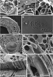 The cell wall is a harder layer that surrounds the cell membrane. Scanning Electron Microscopy Images Of Cell Wall Structures After Download Scientific Diagram