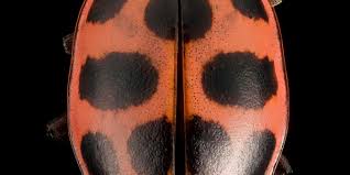 Image result for Brownleea maculata