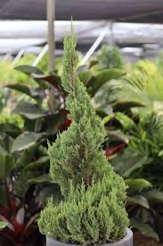 Image result for spiral cut juniper trees