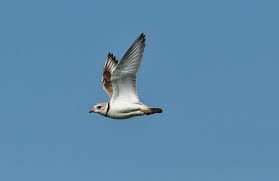 The issue with magic utilities is iys a subscription service not a one time purchase. Piping Plover Migration Rolling Harbour Abaco