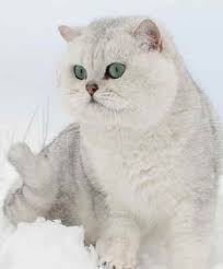 British Shorthairs Gorgeous Cats Beautiful Cats British Shorthair Cats