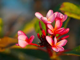 Image result for Plumeria rubra