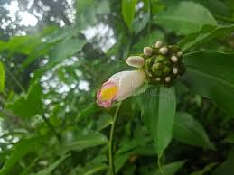 Image result for Costus phyllocephalus