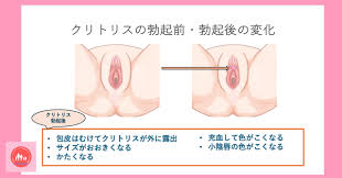 46歳で第3子出産の産後にクリトリスの勃起はどれぐらい？勃起させる方法も解説【産婦人科医監修】 - Osaka-Child Rebirth Lab