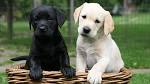 9 Low-Maintenance Dog Breeds That Are Ready for a Fur-Free ...