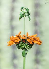 Image result for Vernonia nepetifolia