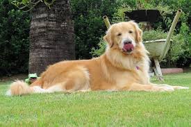 Golden Retriever Ozellikleri Ve Bakimi