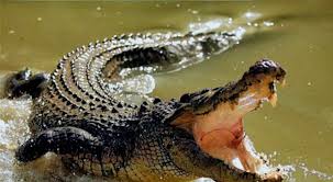 De esas sí, el tema del cocodrilo nos comentaba nuestro compañero omar de tampico de multimedios acerca de una mujer que estaba lavando su ropa en la laguna. Mujer Es Atacada Por Cocodrilo En La Laguna Del Carpintero En Tampico Punto Tamaulipas