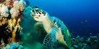 The hawksbill sea turtle (eretmochelys imbricata) is a critically endangered sea turtle belonging to the family cheloniidae. Hawksbill Sea Turtle National Wildlife Federation