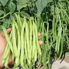 Manfaat kacang panjang kacang panjang merupakan tumbuhan yang dijadikan sayur atau lalapan. Biji Benih Kacang Buncis Lazada
