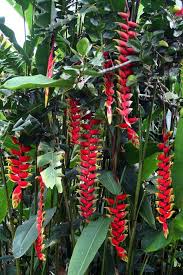 Pin On Garden Ideas