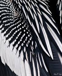 Black And White Striped Bird Feather Anhinga Wing Close Up Feather Texture Black And White Patterns In Nature