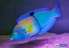 Maybe you would like to learn more about one of these? Tag Rare Fish Reef Builders The Reef And Saltwater Aquarium Blog