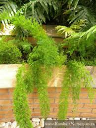 Image result for A. densiflorus Sprengeri