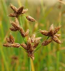 Image result for Schoenoplectus scirpoides