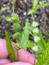 Image result for Caperonia