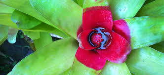Maybe you would like to learn more about one of these? The Flowers Plants Of Costa Rica