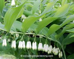 Solomon's seal is a classic shade garden plant that adds an architectural component to garden beds, thanks to its arching stems. Solomons Seal Planting Propagation Growing Care For Solomon S Plants
