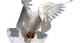 Colombes Page 2 Animals Images Animals Doves