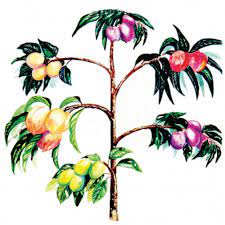 One magic formula involves an orange tree that also grows lemons, limes and grapefruits, abc news said. Fruit Salad Trees Home Facebook