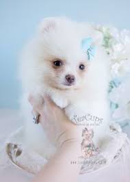 Black And White Pomeranian Puppy For Sale For Sale At Teacups Puppies White And Cream Pomeranian Puppies Teacup Puppies Pomeranian Puppy For Sale Pomeranian Puppy