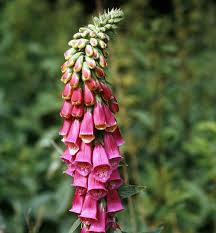 Image result for Digitalis purpurea