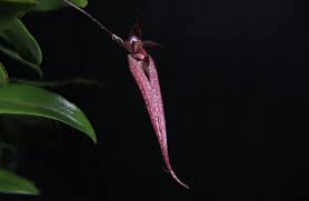 Image result for Bulbophyllum stolzii