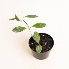 Image result for Hyparrhenia collina