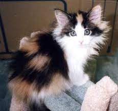 Norwegian Forest Cat Norwegian Forest Kittens Norwegian Forest Cat Cat Breeder