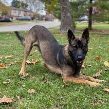 His dad is a german shepherd and his mom is a belgian malinois. Is The Belgian Malinois German Shepherd Mix The Dog For You K9 Web